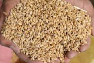 الأردن يضمن الأمن الغذائي: مخزون القمح والشعير يكفي الأشهر القادمة