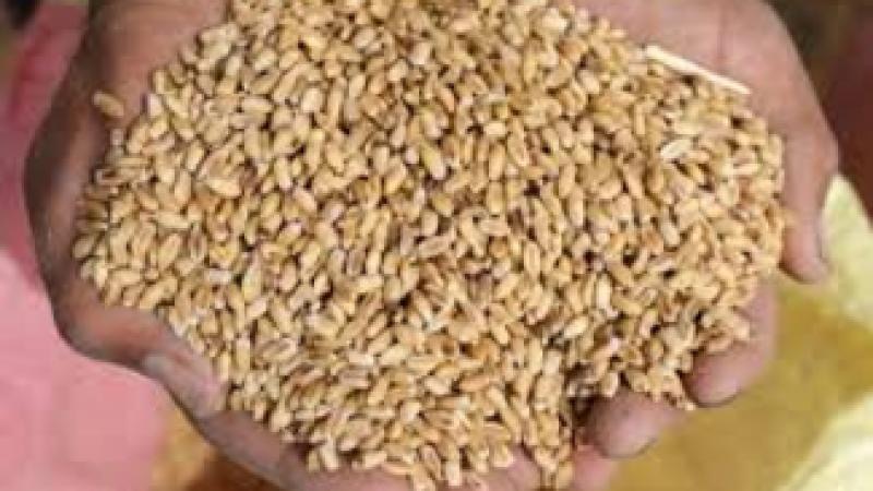 الأردن يضمن الأمن الغذائي: مخزون القمح والشعير يكفي الأشهر القادمة