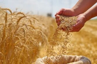 الصناعة والتجارة تطرح عطاء لشراء 100 إلى 120 ألف طن قمح