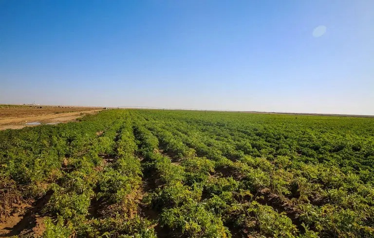 زراعة الكورة تصدر إرشادات لمزارعي الزيتون والنحالين لتعزيز الإنتاج