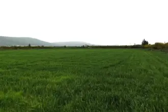 الزراعة: أمطار الموسم تعزز إنتاج الأشجار والمحاصيل