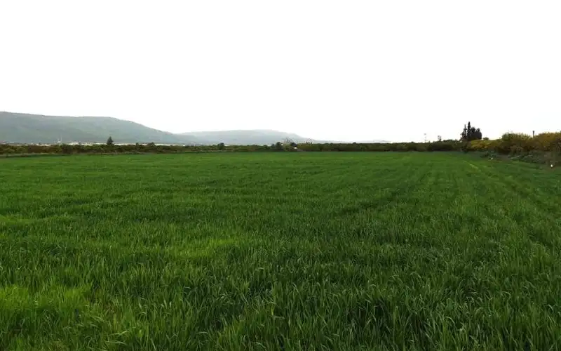 صورة حول : الزراعة: أمطار الموسم تعزز إنتاج الأشجار والمحاصيل الزراعة: أمطار الموسم تعزز إنتاج الأشجار والمحاصيل