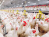 مستثمرو الدواجن: الأسعار مستقرة رغم ارتفاع الطلب