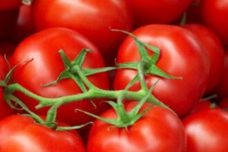 خريسات: لا داعي للتهافت وأسعار البندورة ستنخفض قريبًا