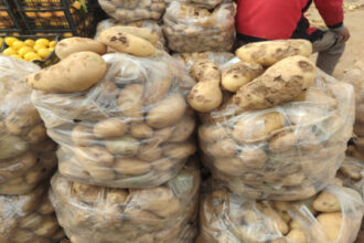 2668 طناً من الخضار إلى سوق الجملة المركزي في عمّان وأسعار متفاوتة للأصناف