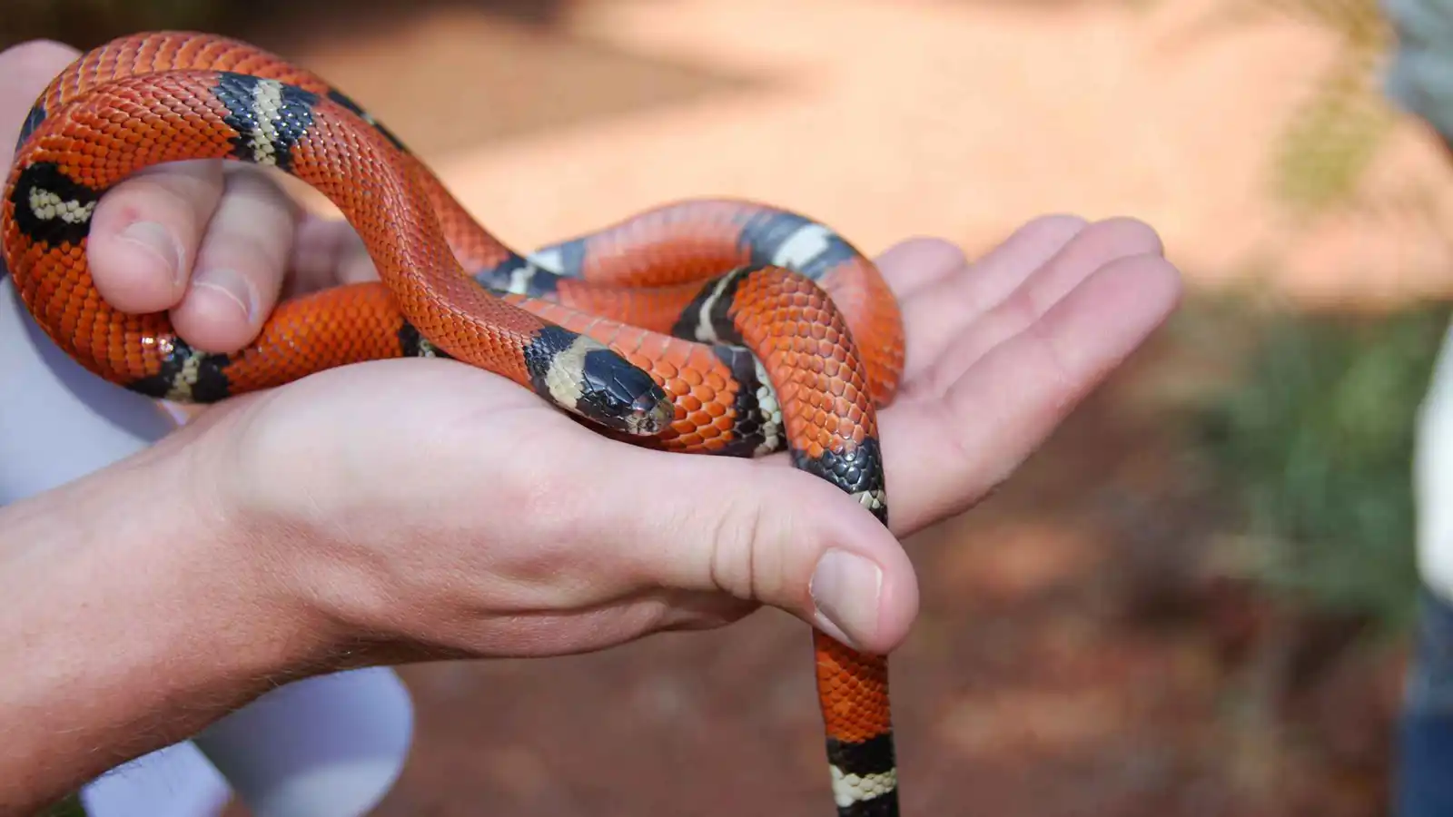 ثعابين لا تكبر أبداً.. تعرف على أفضل 7 أنواع لتربيتها في منزلك