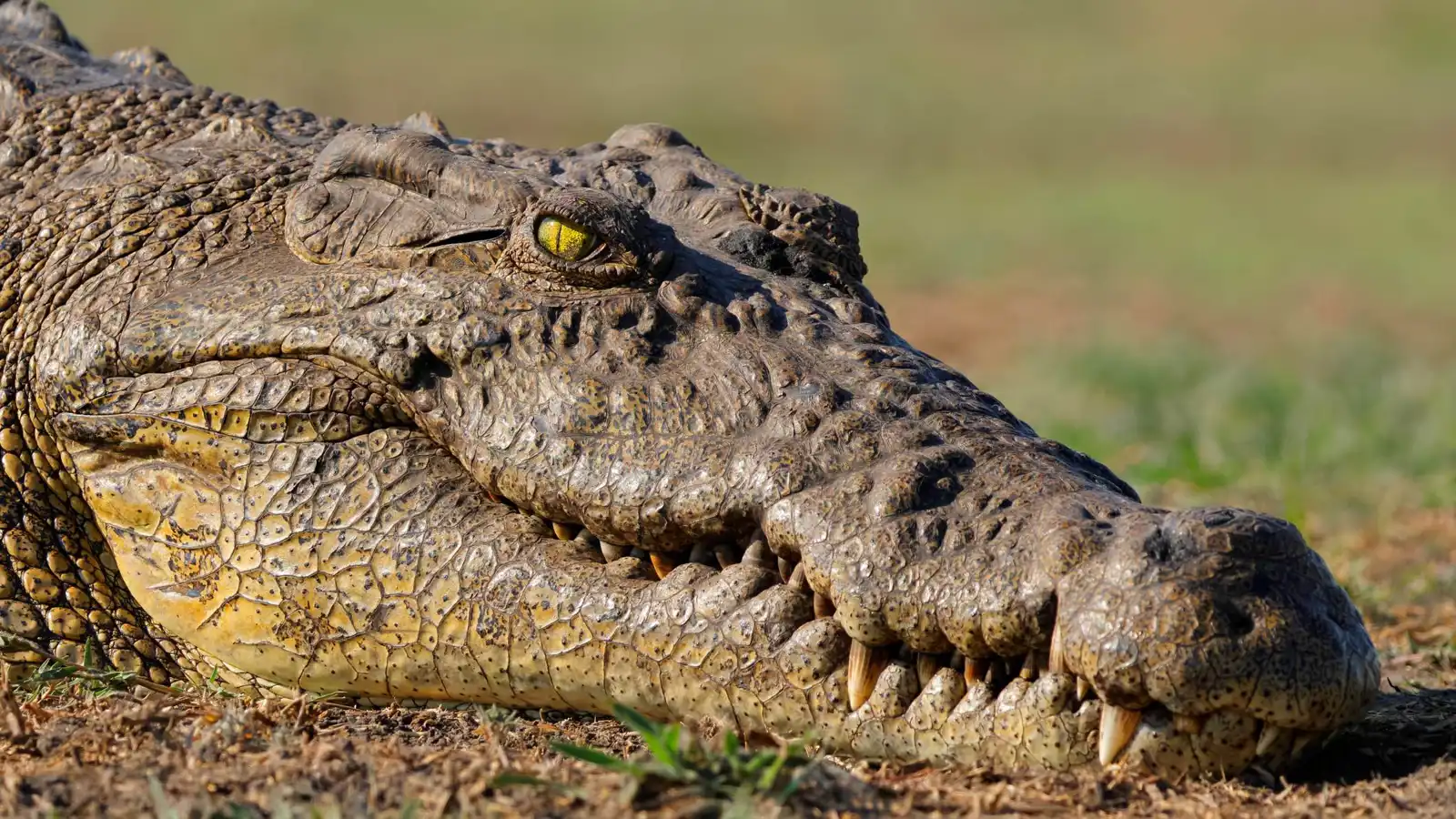 إغلاق متنزه شهير في فلوريدا بعد هجوم تمساح على بقرة