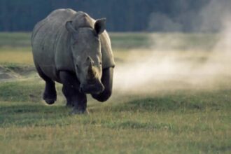 كرس حياته لحمايته من الانقراض.. مقتل رجل بهجوم وحيد القرن
