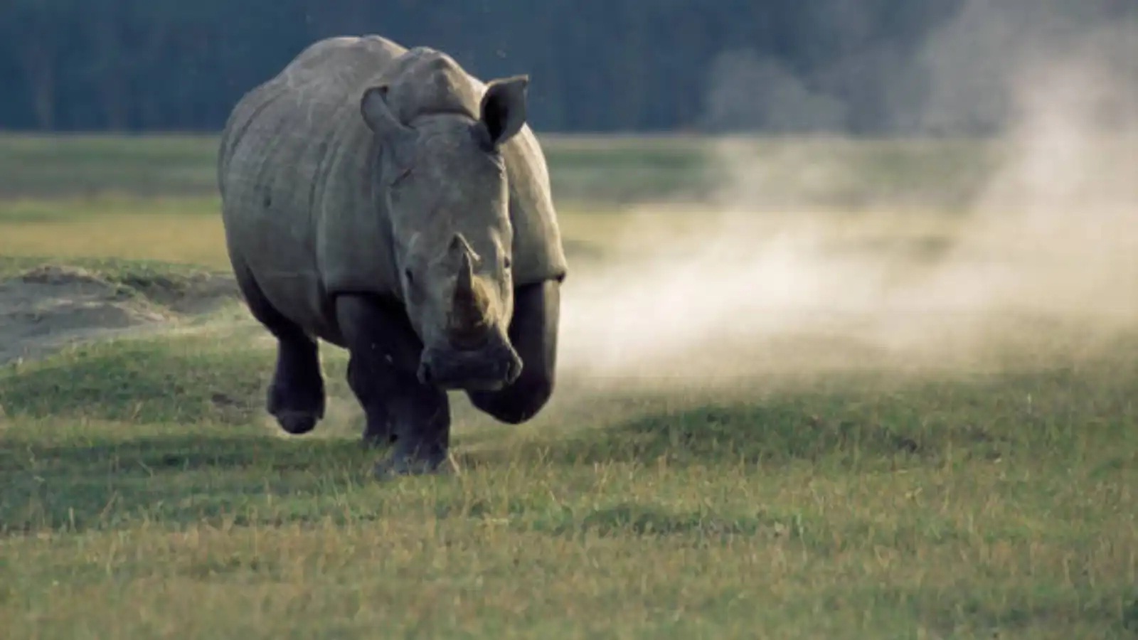 كرس حياته لحمايته من الانقراض.. مقتل رجل بهجوم وحيد القرن