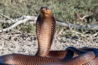 مصر.. وفاة سائح ألماني بلدغة ثعبان في الغردقة