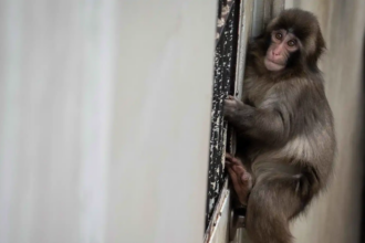 مصر.. استنفار بمدينة السادات بحثًا عن قرد هارب (فيديو)