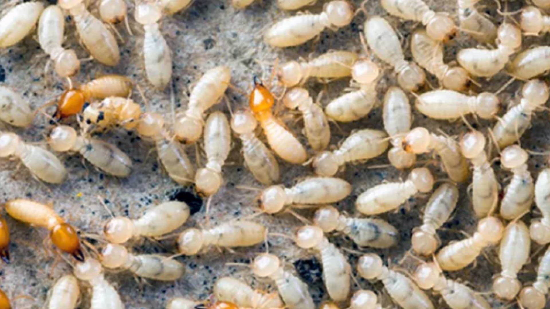 بلدية معان تكافح النمل الأبيض بـ47 حالة