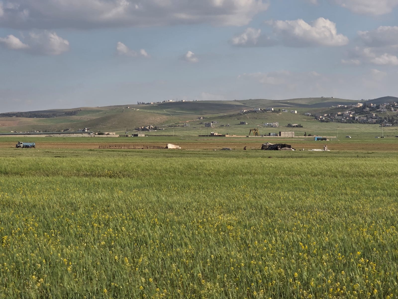 مراعي المفرق تخفف كلف مربي الثروة الحيوانية