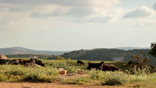 طقس مشمس ولطيف الاثنين وارتفاع تدريجي على الحرارة حتى نهاية الأسبوع