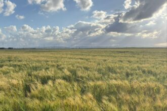 زراعة إربد: الأمطار الأخيرة تدعم نمو القمح والعدس