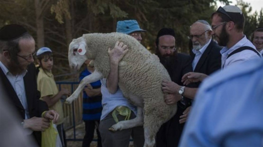 محافظة القدس: 7 محاولات لإدخال “قرابين حيوانية” إلى الأقصى خلال الفصح اليهودي