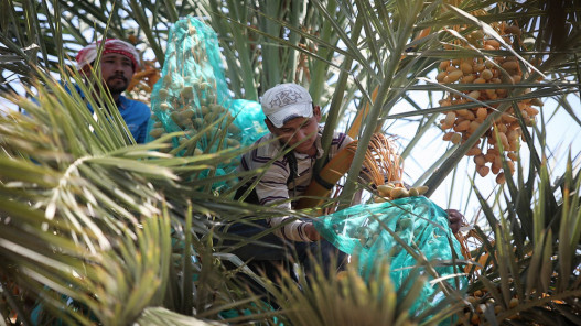 حملة لمكافحة سوسة النخيل في الأزرق ودير علا