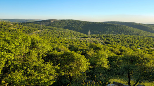 وزير الزراعة يتفقد مديرية زراعة البلقاء