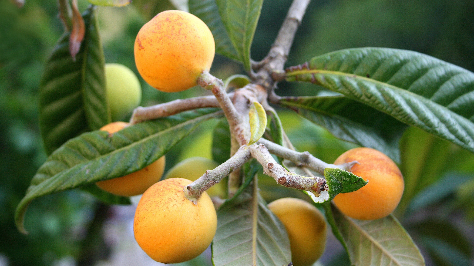 الأسكدنيا في راجب.. محصول ذهبي يدعم الاقتصاد الزراعي في عجلون