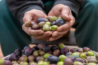 الزراعة تطلق خطة وطنية لمكافحة آفات الزيتون وتعزيز إنتاجه في الأردن