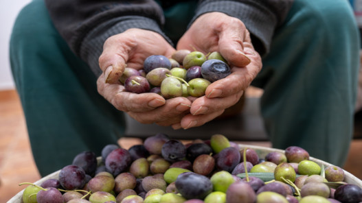 الزراعة تطلق خطة وطنية لمكافحة آفات الزيتون وتعزيز إنتاجه في الأردن