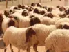 حماية المستهلك تحذر الاردنيين