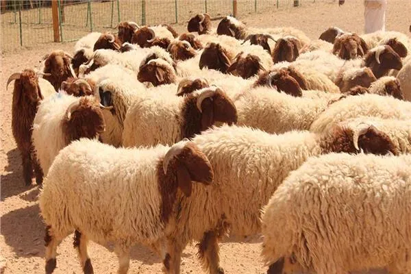 حماية المستهلك تحذر الاردنيين