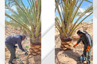 زراعة الأزرق تنجح في حملة مكافحة آفة سوسة النخيل الحمراء