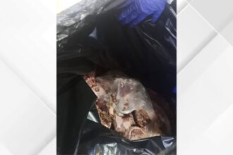 بلدية المفرق الكبرى تضبط وتتلف كميات من اللحوم غير الصالحة للاستهلاك