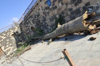 سقوط شجرة معمرة في "تل إربد" بسبب شدة الرياح .. والبلدية تبدأ بإزالتها