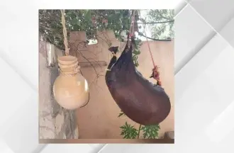 الشَّكْوة تعود لتصنع نكهة الماضي في عجلون