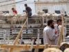 جمعية مربي المواشي: أسعار الأضاحي البلدية بين 240 و300 دينار والرومانية تصل إلى 280 دينارا