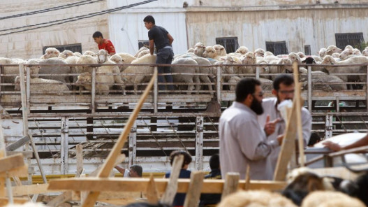 صورة حول : جمعية مربي المواشي: أسعار الأضاحي البلدية بين 240 و300 دينار والرومانية تصل إلى 280 دينارا جمعية مربي المواشي: أسعار الأضاحي البلدية بين 240 و300 دينار والرومانية تصل إلى 280 دينارا