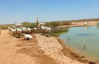 الأردن يحتفل باليوم العالمي للأنواع المهددة بالانقراض بحماية "المها العربي"
