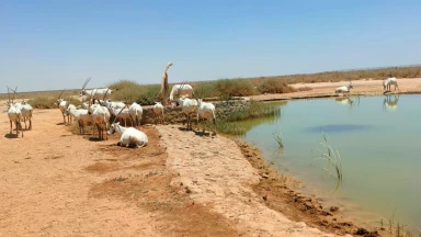 الأردن يحتفل باليوم العالمي للأنواع المهددة بالانقراض بحماية "المها العربي"