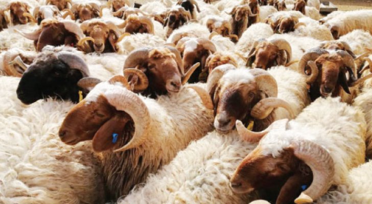 بلدية الرصيفة تخفض رسوم حظائر الأضاحي إلى النصف