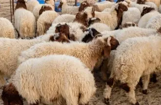 إقبال ملحوظ على أسواق الأضاحي في عمّان بأول أيام العيد