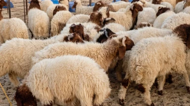 إقبال ملحوظ على أسواق الأضاحي في عمّان بأول أيام العيد