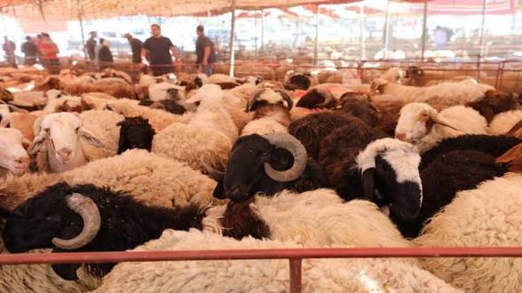 صورة حول : أمانة عمّان تدعو للالتزام بالتعليمات الصحية في بيع الأضاحي وتكثف رقابتها الميدانية أمانة عمّان تدعو للالتزام بالتعليمات الصحية في بيع الأضاحي وتكثف رقابتها الميدانية