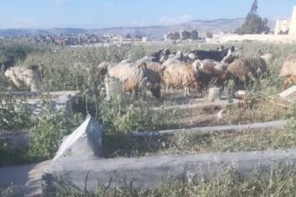 مقبرة في مخيم البقعة تشهد حالة إهمال وتضرر في شواهد القبور والأشجار (صورة)