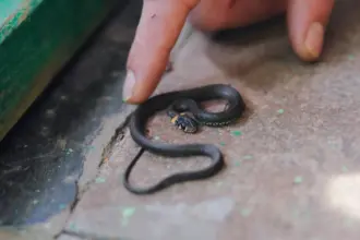اكتشاف 27 ثعبانًا داخل خزان مياه منزل في الهند (فيديو)