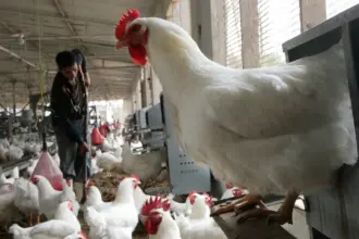 مصر: نزيف خسائر مستمر في قطاع الدجاج والبيض