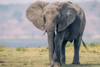 مصرع مزارع بعد هجوم فيل بري أمام منزله في الهند (فيديو)