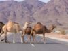 "سلطة العقبة" تمهل أصحاب "الإبل السائبة" لجمعها بحظائر