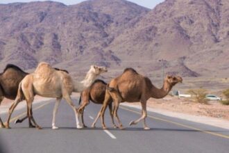 "سلطة العقبة" تمهل أصحاب "الإبل السائبة" لجمعها بحظائر