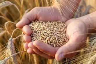 42 ألف دونم المساحات المزروعة بالقمح والشعير في الطفيلة