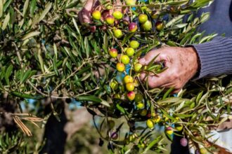 زراعة الكورة تدعو مزارعي الزيتون لتكثيف مراقبة حفارة الساق خلال حزيران