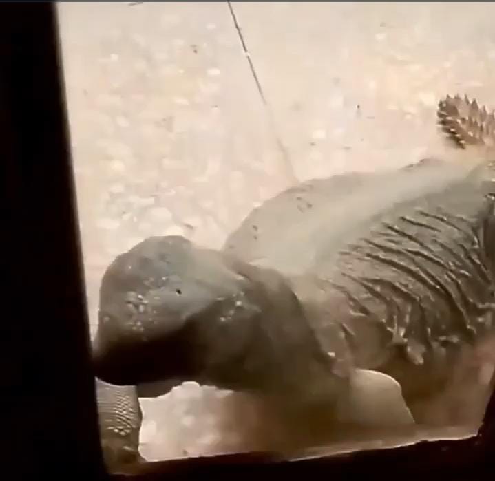 شاهد.. ضب ضخم يحاول اقتحام منزل في عجلون (فيديو)