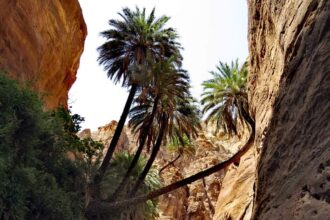وادي النخيل.. لوحة طبيعية تجمع التنوع الحيوي والجمال الجيولوجي