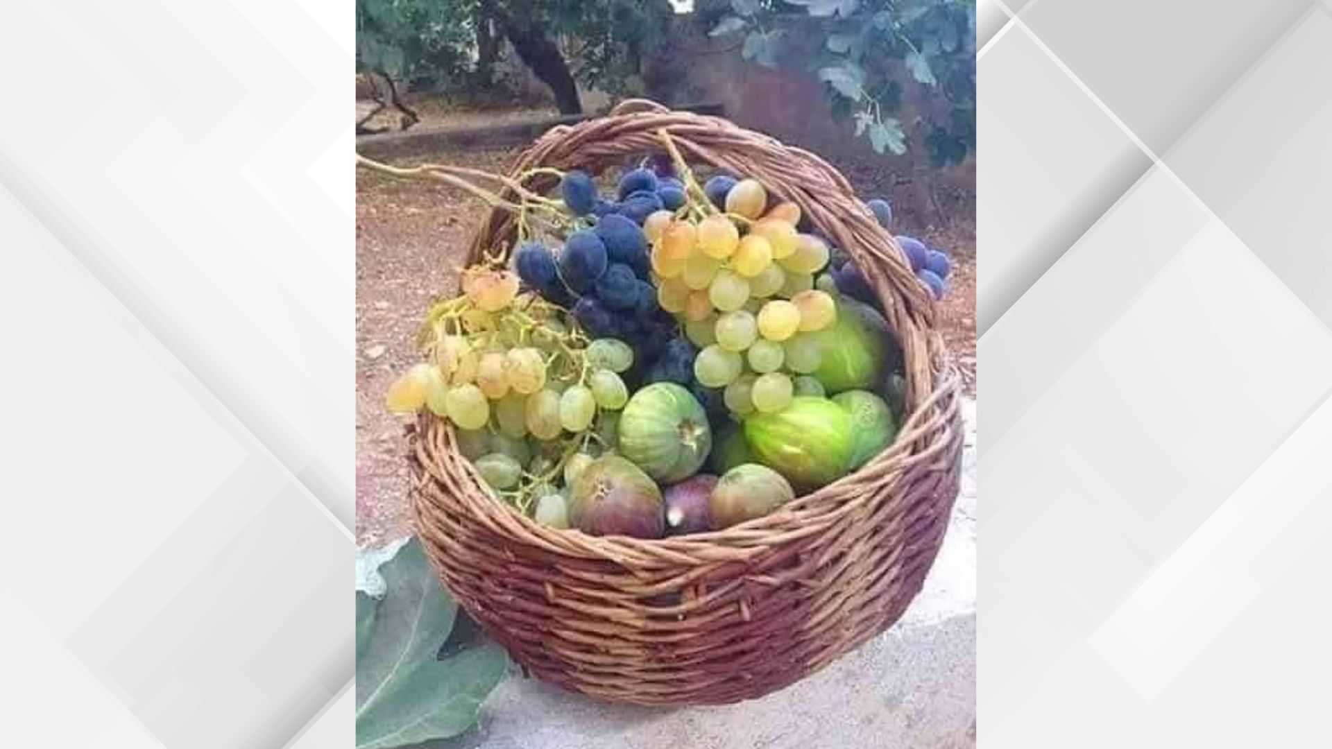 صورة حول : العنب والتين يحافظان على مكانتهما الزراعية والتراثية العنب والتين يحافظان على مكانتهما الزراعية والتراثية